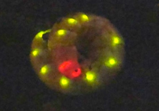 Sistema avançado de bioluminescência é inspirado em larva de besouro brasileiro