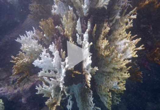 Recifes em Risco: Branqueamento de corais em Abrolhos