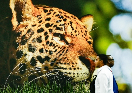 COP 30: Brasil coloca combustíveis fósseis na mesa de negociação