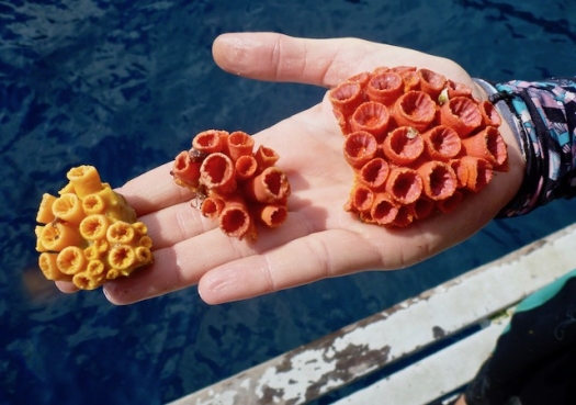 Cientistas martelam contra coral invasor no litoral paulista