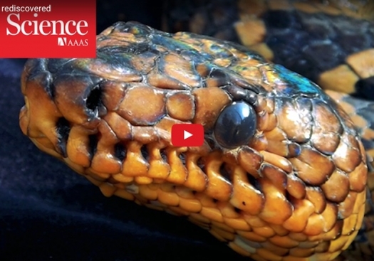 Watch the world's most elusive boa snake out of a Brazilian forest