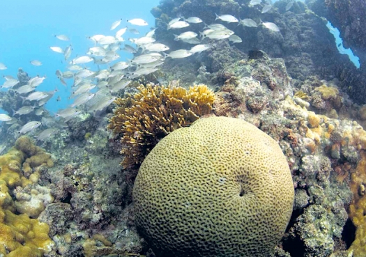 Brasil não cumpre meta de proteção à biodiversidade marinha