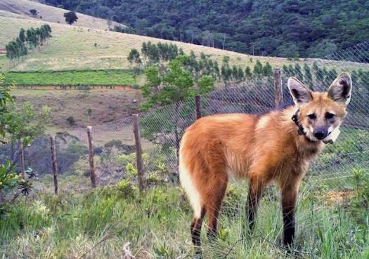 Projeto de pesquisa com lobo-guará acaba de forma trágica na Serra da Canastra