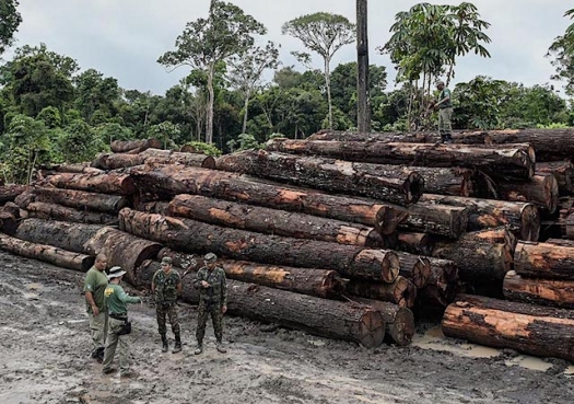 Desmatamento na Amazônia: O resultado não poderia ser outro