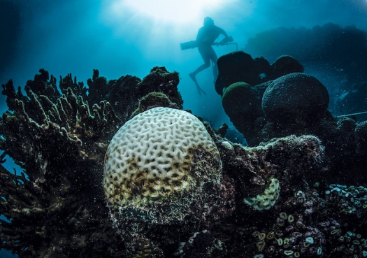 Esqueletos Brancos: Os corais brasileiros sobreviverão ao caos climático?