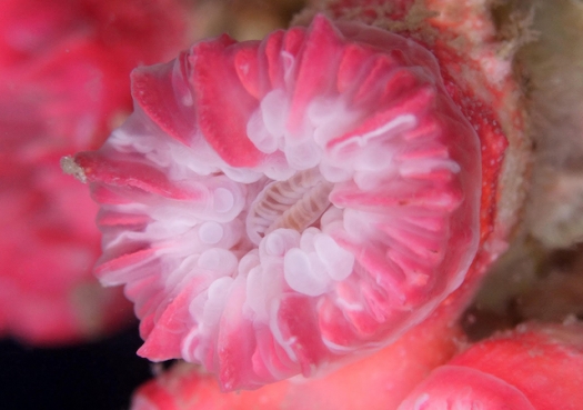 Cientistas descobrem nova espécie de coral em Alcatrazes