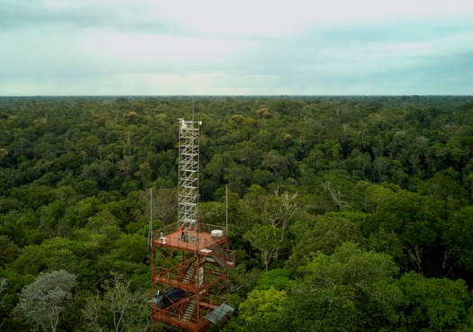 Biodiversidade vertical: cientistas exploram mundo desconhecido de insetos na copa de árvores da Amazônia