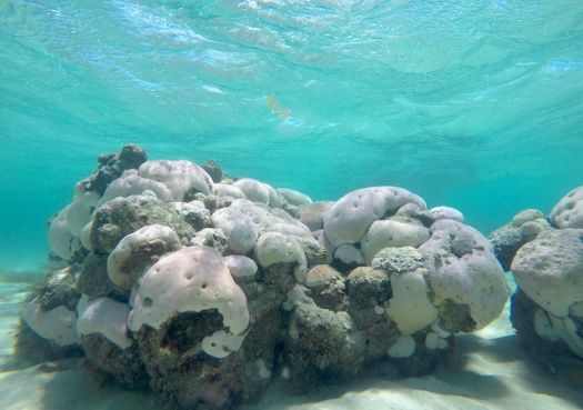 Aquecimento global pode aniquilar recifes de coral no Brasil e no mundo