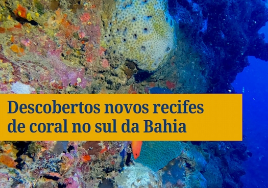 Royal Charlotte: Expedição descobre novos recifes de coral no sul da Bahia