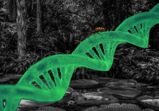Doença de Chagas moldou genoma de povos originários da Amazônia