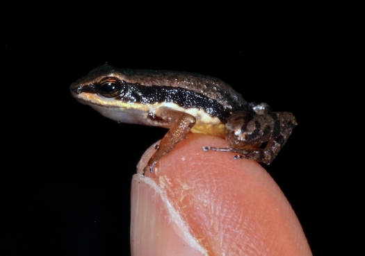 Pesquisa com DNA antigo transforma uma espécie de sapo em 12