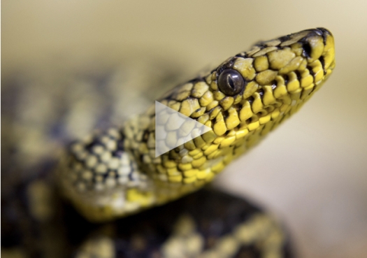 Jiboia-do-ribeira: A serpente mítica da Mata Atlântica