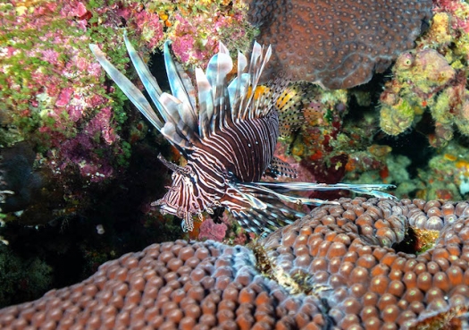 Invasion of voracious lionfish has reached a worrisome phase in Brazil